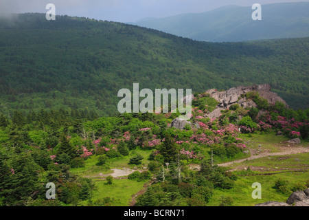 Rhododendron am Appalachian Trail Mount Rogers National Recreation Area Virginia Stockfoto