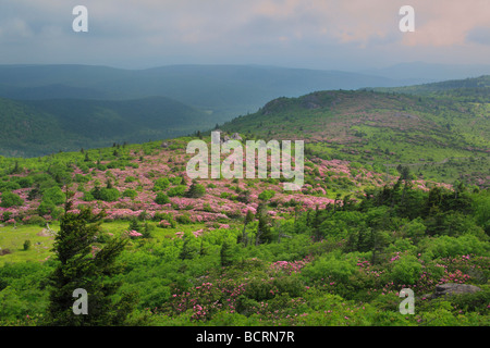 Rhododendron am Appalachian Trail Mount Rogers National Recreation Area Virginia Stockfoto