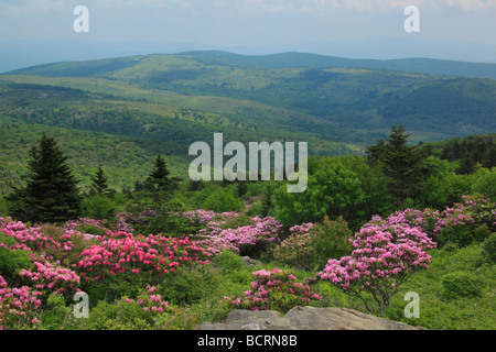 Rhododendron am Appalachian Trail Mount Rogers National Recreation Area Virginia Stockfoto