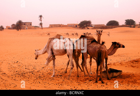 Kamele in der Wüste Sahara Stockfoto
