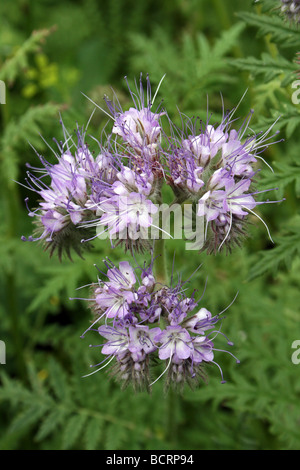 Scorpion Unkraut Phacelia Tanacetifolia genommen In Croxteth Hall Walled Garden, Liverpool, England, UK Stockfoto