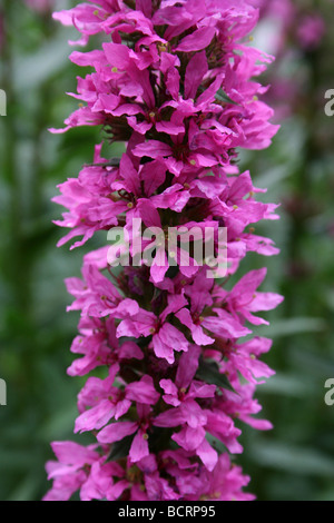 Blutweiderich Lythrum Salicaria genommen im Calderstones Park, Liverpool, UK Stockfoto