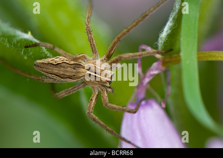 Nahaufnahme einer Wolfspinne warten auf Beute und Spanisch Bluebell Stockfoto