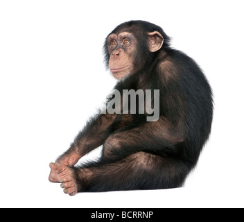 Junge Schimpansen, Simia Troglodytes, 5 Jahre alt, vor einem weißen Hintergrund, Studio gedreht Stockfoto