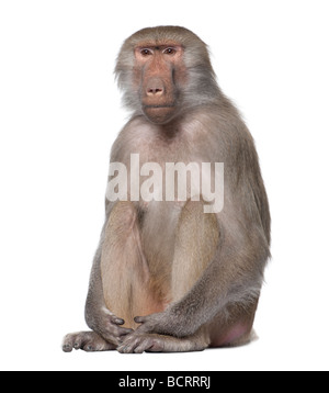 Pavian, Simia Hamadryas, vor einem weißen Hintergrund, Studio gedreht Stockfoto