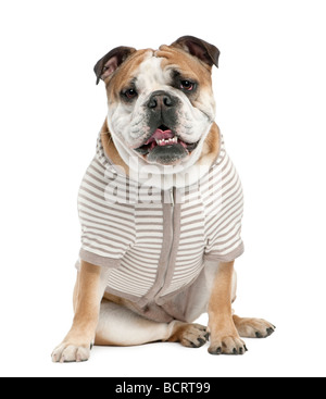 Englische Bulldogge, 15 Monate alt, vor einem weißen Hintergrund, Studio gedreht Stockfoto