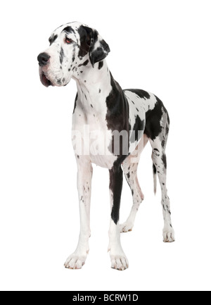 Deutsche Dogge, 4 Jahre alt, vor weißem Hintergrund, Studio gedreht Stockfoto