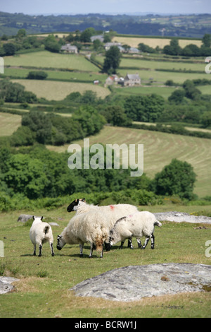 Gegend von Dartmoor, England. Kleine Herde der Schafe grasen auf Dartmoor National Park nördlich von B3212 in Richtung Chagford angeschaut Stockfoto