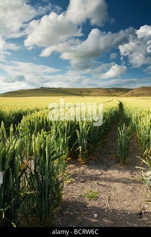 Milk Hill auf den Pewsey Downs in Wiltshire in der Nähe von Marlborough Stockfoto