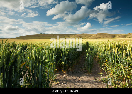 Milk Hill auf den Pewsey Downs in Wiltshire in der Nähe von Marlborough Stockfoto