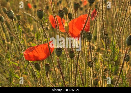 Lebhafte rote Mohnblumen Stockfoto