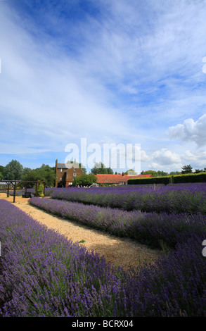 Norfolk Lavender Farm bei Caley Mill, Heacham. Stockfoto