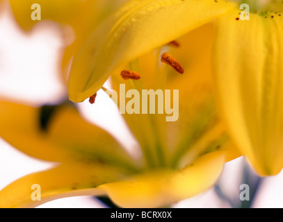 Frische und elegante helle gelbe Lilie Kunstfotografie Jane Ann Butler Fotografie JABP355 Stockfoto
