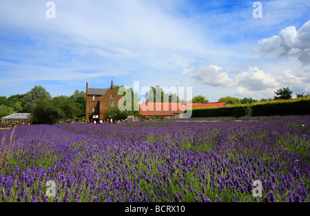 Norfolk Lavender Farm bei Caley Mill, Heacham. Stockfoto