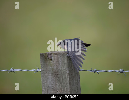 junge Rauchschwalbe ("Hirundo Rustica') Küken Fütterung, gehockt Zaunpfahl. Horizontale 97119 Swallows Stockfoto