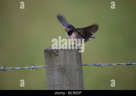 junge Rauchschwalbe ("Hirundo Rustica') Küken Fütterung, gehockt Zaunpfahl. Horizontale 97123 Swallows Stockfoto