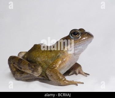 Gemeinsamen Frosch Rana Temporaria im Studio aufgenommen. Stockfoto
