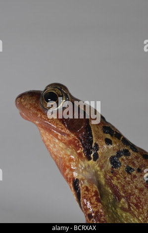 Gemeinsamen Frosch Rana Temporaria im Studio aufgenommen. Stockfoto