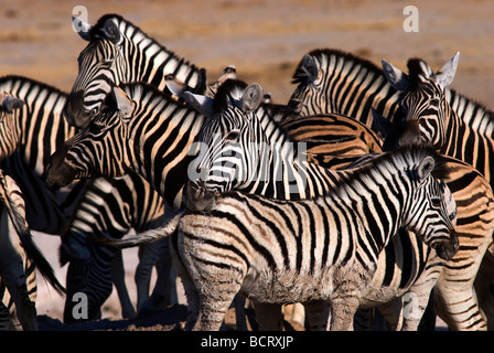 Zebras (Equus quagga) am Newbroni Waterhole, Etosha National Park, Namibia Stockfoto