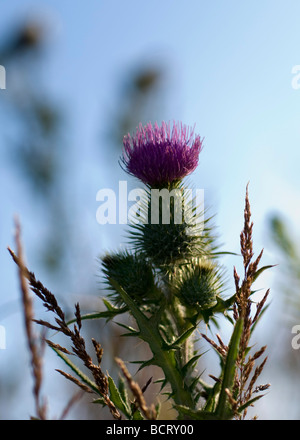 Marsh Distel Cirsium Palustre in einem Sumpf. Stockfoto