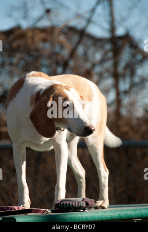 Profil eines Beagle-Harrier Welpen Stockfoto