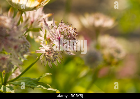 Blumen wachsen in der Natur Lancashire zu reservieren. Stockfoto