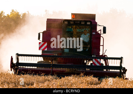 Case International 1660 Mähdrescher - Ernte von Getreide und Staubbelastung, Sud-Touraine, Frankreich. Stockfoto