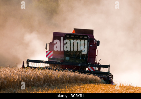 Case International 1660 Mähdrescher - Ernte von Getreide und Staubbelastung, Sud-Touraine, Frankreich. Stockfoto