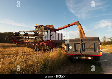 Case International 1660 Mähdrescher Getreide in Anhänger - Frankreich entladen. Stockfoto