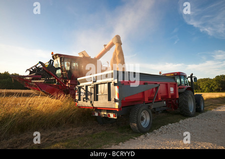Case International 1660 Mähdrescher Getreide in Anhänger - Frankreich entladen. Stockfoto