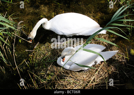 Mute Swan River Unkraut, ihr Nest Fluss Nene Thruxton Northamptonshire England UK remake bewegen Stockfoto