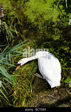 Mute Swan River Unkraut, ihr Nest Fluss Nene Thruxton Northamptonshire England UK remake bewegen Stockfoto