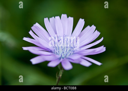 Foto einer lila Chicorée-Blume wächst in einem Garten. Stockfoto