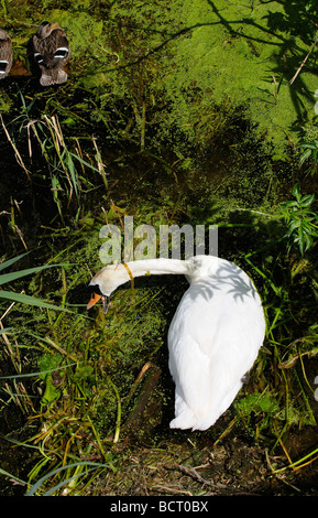 Mute Swan River Unkraut, ihr Nest Fluss Nene Thruxton Northamptonshire England UK remake bewegen Stockfoto