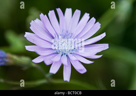 Foto einer lila Chicorée-Blume wächst in einem Garten. Stockfoto