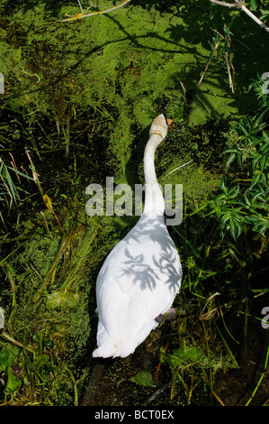 Mute Swan River Unkraut, ihr Nest Fluss Nene Thruxton Northamptonshire England UK remake bewegen Stockfoto