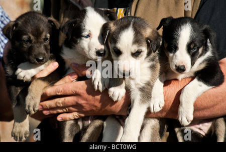 Der Alaskan Husky Welpen Jeff King husky Homestead Kennel denali Alaska Stockfoto