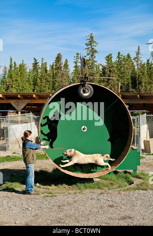 Alaskan Husky Schlittenhunde auf Training Rad an Jeff King Husky Homestead Kennel Denali Alaska USA Stockfoto