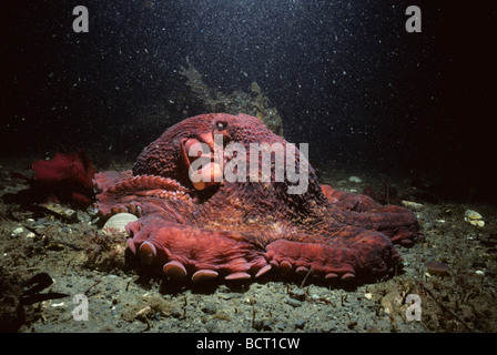 Riesige pazifische Krake, British Columbia Kanada Nord-Pazifik Stockfoto