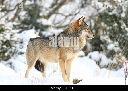 Eine europäische Grey Wolf, Canus Lupus erscheinen durch die Büsche im Schnee mit Beute zu Füßen Stockfoto