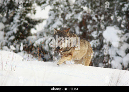 Eine europäische Grey Wolf, Canus Lupus erscheinen durch die Büsche im Schnee mit Essen Stockfoto