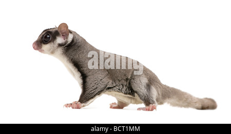 Sugar Glider, Petaurus Breviceps, vor einem weißen Hintergrund, Studio gedreht Stockfoto