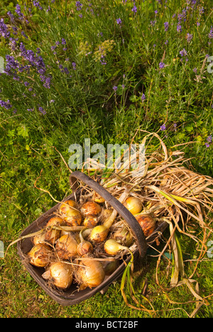 Ein Korb mit frisch gepflückt Bio-Zwiebeln aus einen Bauerngarten im Vereinigten Königreich Stockfoto