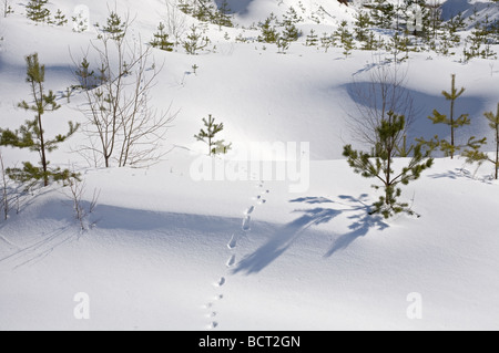 wilde Tiere Spuren auf Schnee im sonnigen Tag Stockfoto