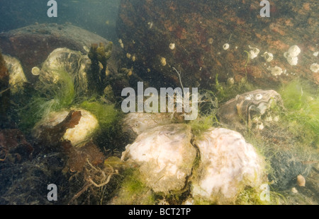 Bett Auster (Crassostrea Gigas), Schweden Stockfoto