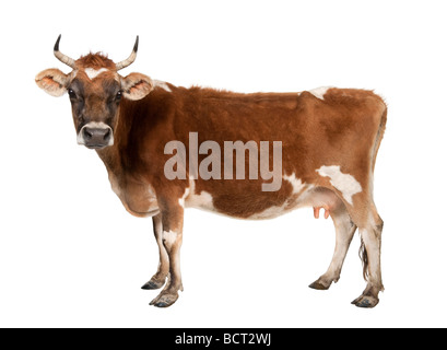 Brauner Jersey Kuh, 10 Jahre alt, vor einem weißen Hintergrund, Studio gedreht Stockfoto