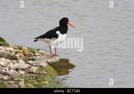 Austernfischer (Eurasien) Haematopus Ostralegus in Hampshire, UK. Stockfoto