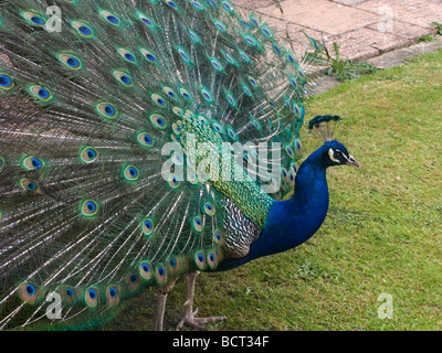 Pfau-Anzeige auf Brownsea Island, Dorset, UK. Stockfoto