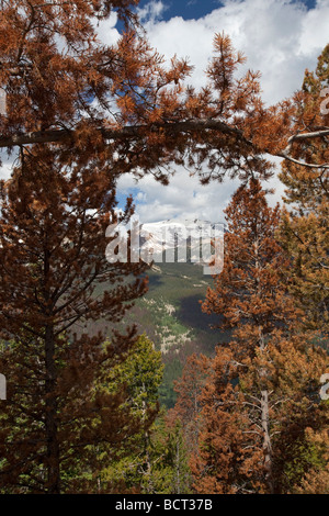 Bäume von Kiefer Käfer im Rocky Mountain National Park getötet Stockfoto