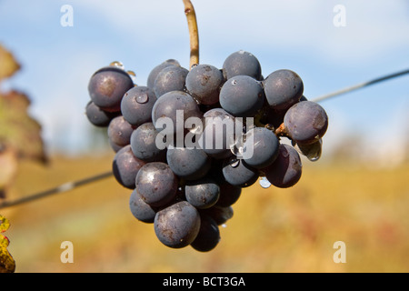 Weintraube links aufgeschnürt während der Ernte im Chianti Classico in der Toskana Italien Stockfoto